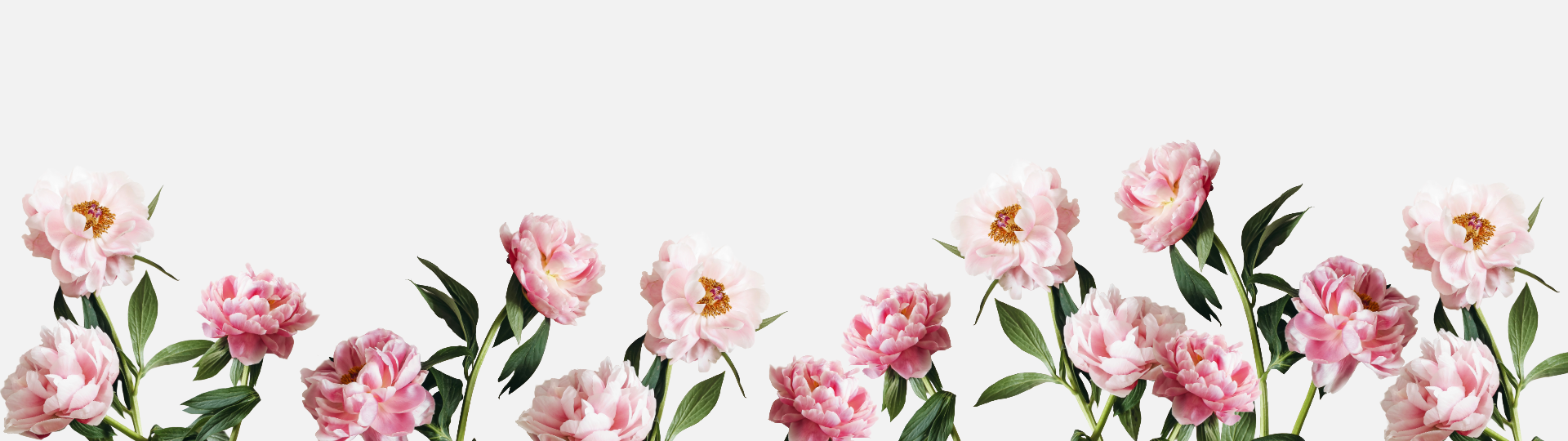 Row of pink flowers with green leaves on a white background